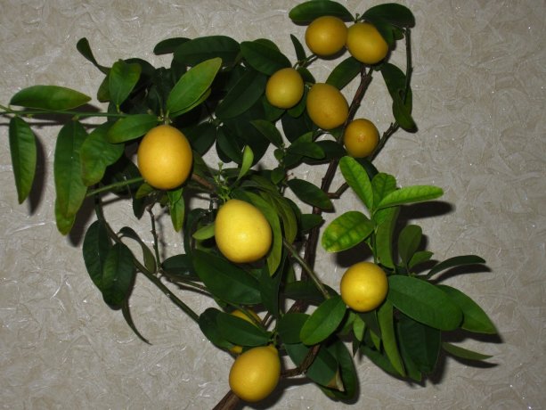 ЛАЙМКВАТ ЮСТИС (Limequat Eustis)
