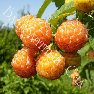 МАЛИНА КУМБЕРЛЕНД (ЖЕЛТАЯ)