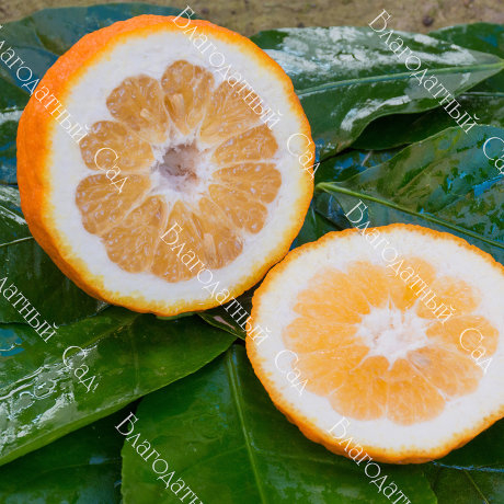 БИГАРАДИЯ ХИМЕРА (Citrus aurantium "Virgatum")