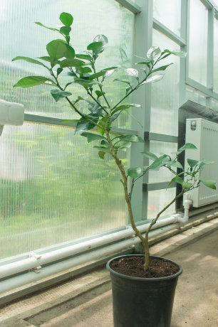 БИГАРАДИЯ ХИМЕРА (Citrus aurantium "Virgatum")