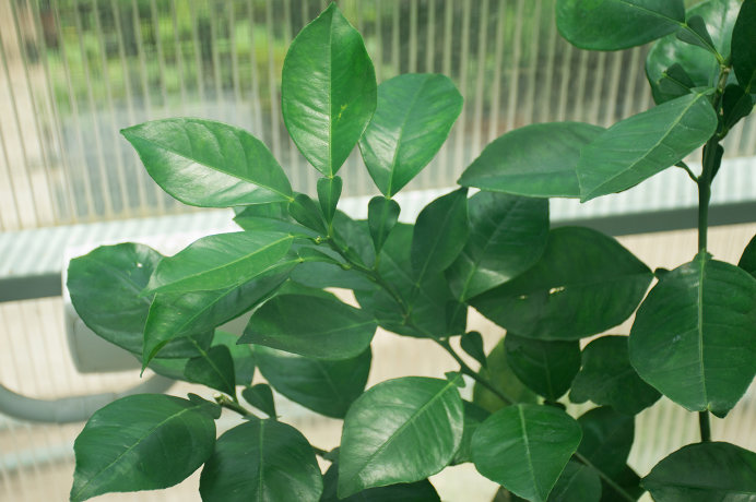БИГАРАДИЯ ХИМЕРА (Citrus aurantium "Virgatum")
