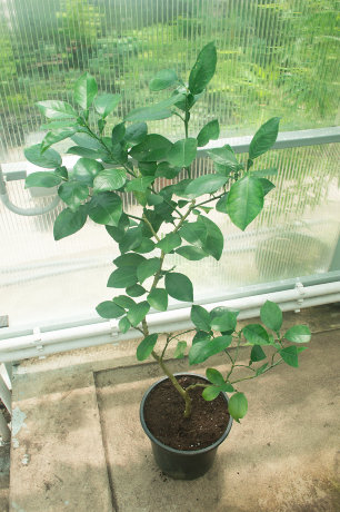 БИГАРАДИЯ ХИМЕРА (Citrus aurantium "Virgatum")