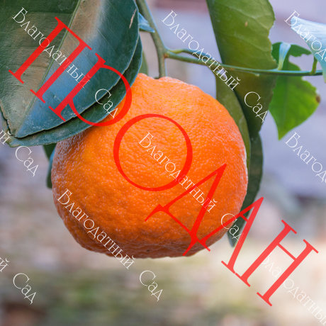БИГАРАДИЯ ХИМЕРА (Citrus aurantium "Virgatum")