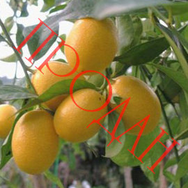 ЛАЙМКВАТ "ЮСТИС"