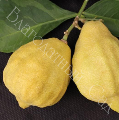 ЛИМОН "КАНАЛИКУЛАТА ДИ ПАЛЕРМО " (Citrus limon "Canaliculata di Palermo")