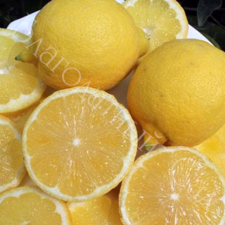ЛИМОН "ВАНИЛЬЯ" (Citrus limon "Vaniglia")