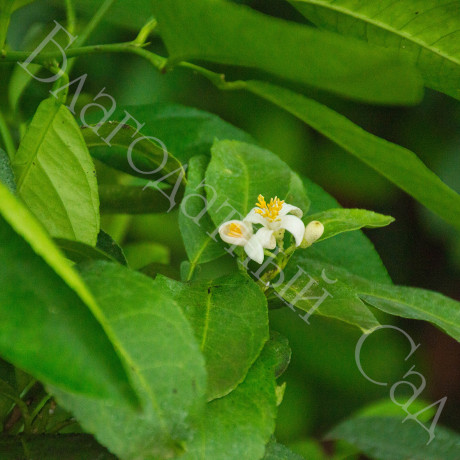 Лимон "КУЛУ" (Citrus x Jambhiri  "Snow lemon")